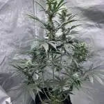 Gelato 44