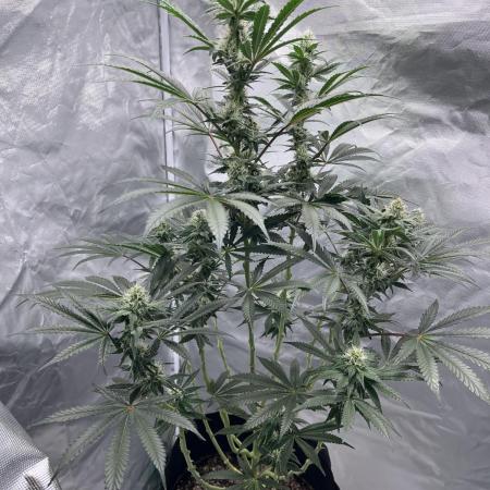 Gelato 44