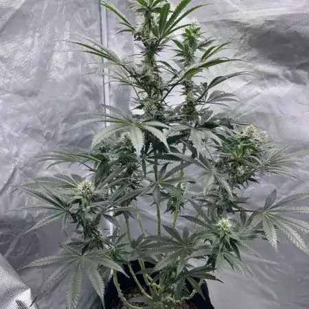 Gelato 44