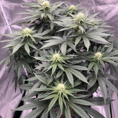Sour Diesel