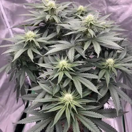 Sour Diesel