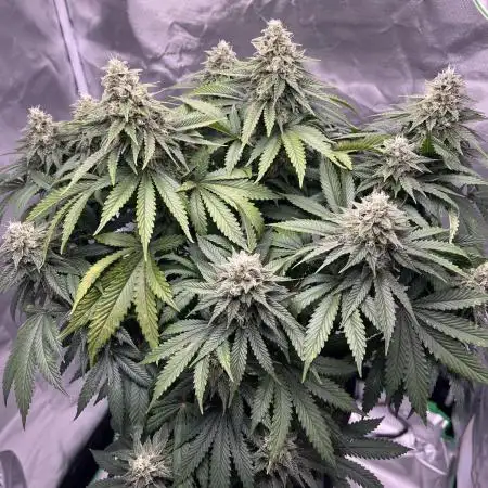 Sour Diesel