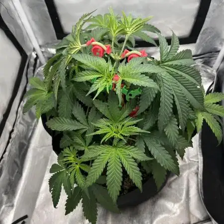 Gelato 44