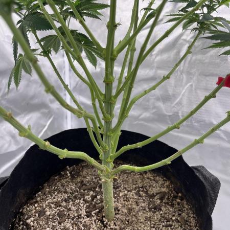 Sour Diesel