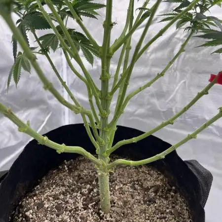 Sour Diesel