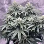 Sour Diesel