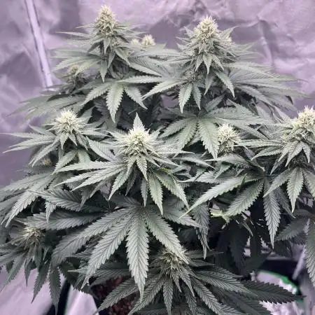 Sour Diesel