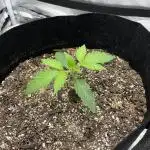 Gelato 44