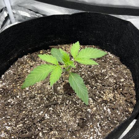 Gelato 44