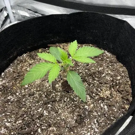 Gelato 44