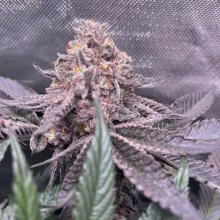 White Widow (soil)