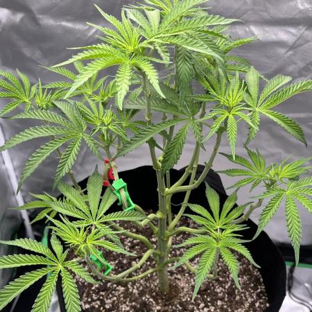 Gelato 44