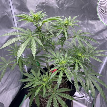 Gelato 44
