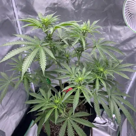 Gelato 44