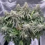 Sour Diesel