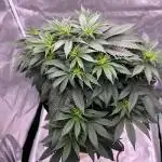 Sour Diesel