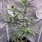 Gelato 44