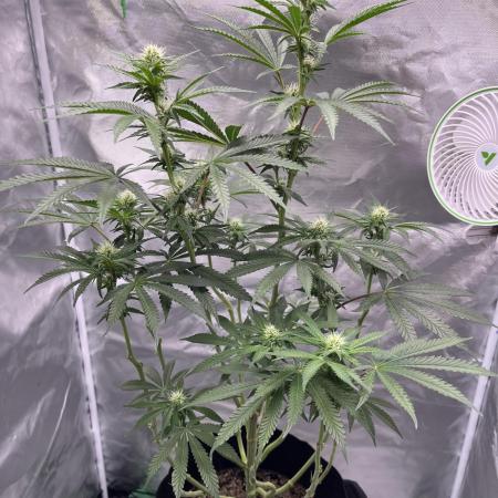Gelato 44
