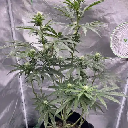 Gelato 44