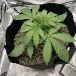 Gelato 44