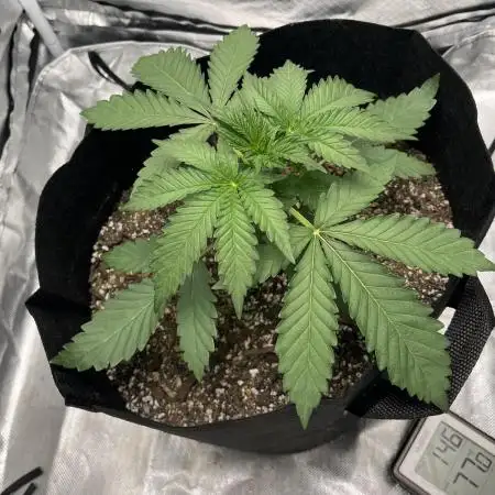 Gelato 44