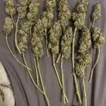 Sour Diesel