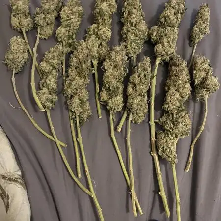 Sour Diesel