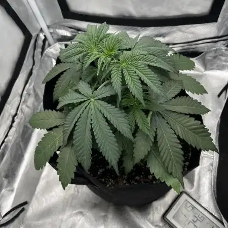 Gelato 44