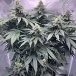 Sour Diesel