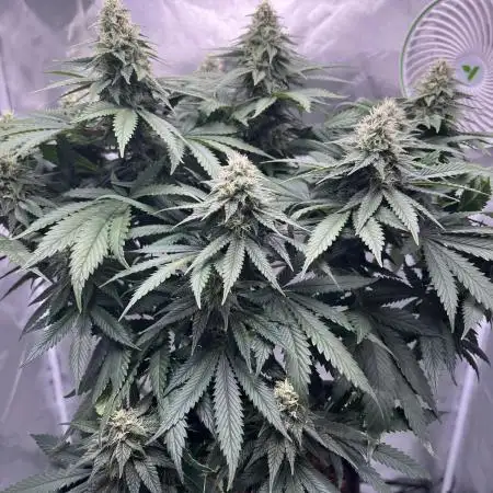 Sour Diesel