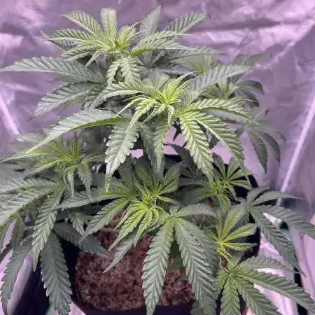 Gelato 44