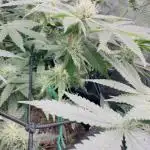 Tropicana cookies purple