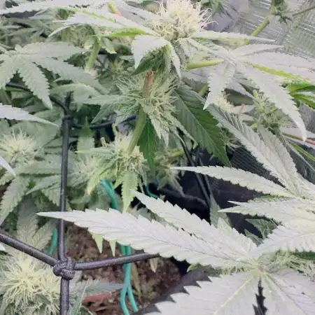 Tropicana cookies purple