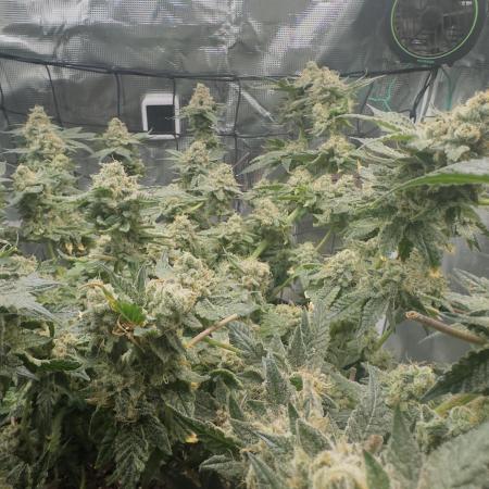 Tropicana cookies purple