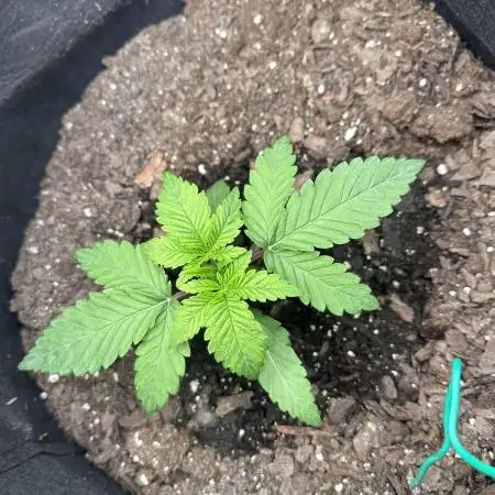 Tropicana cookies purple