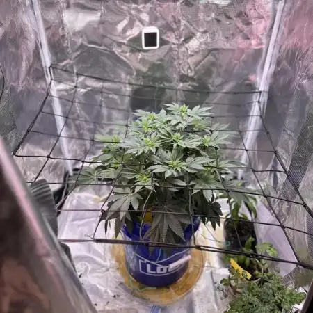 Purple Ghost Candy