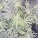 Tropicana cookies purple