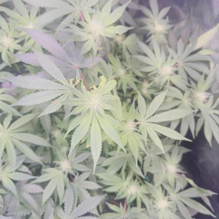 Tropicana cookies purple