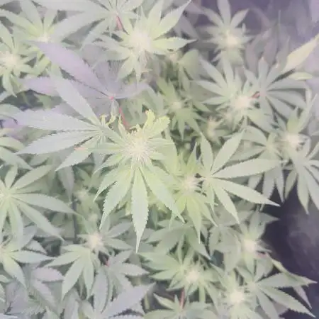 Tropicana cookies purple