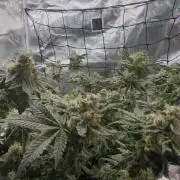 Tropicana cookies purple