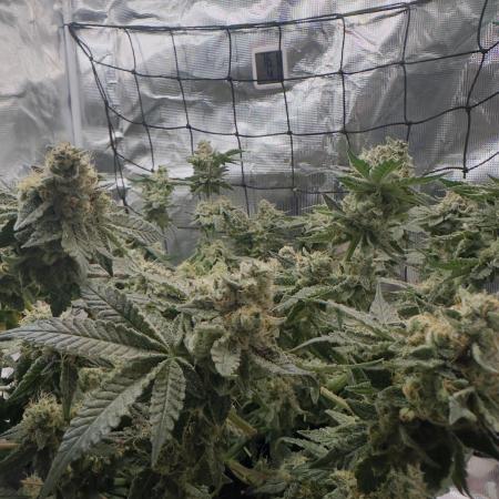 Tropicana cookies purple