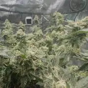 Tropicana cookies purple