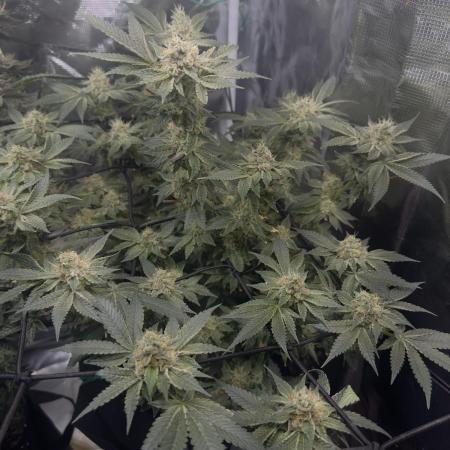 Tropicana cookies purple