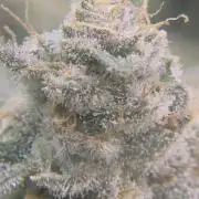 Tropicana cookies purple