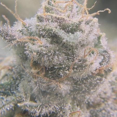 Tropicana cookies purple