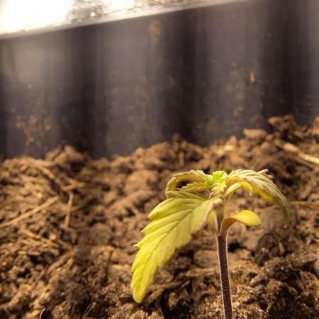 King's Kush auto feminized