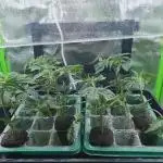 Chicken N' Waffles Autopot run