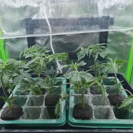 Chicken N' Waffles Autopot run