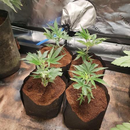 Chicken N' Waffles Autopot run