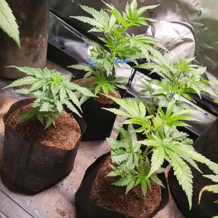 Chicken N' Waffles Autopot run